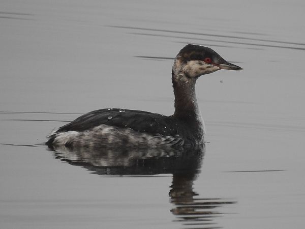 perkoz rogaty  - Michał Kowalczuk