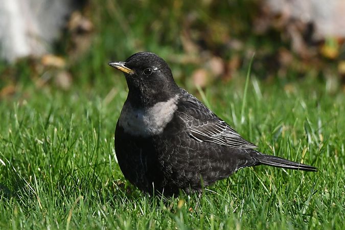 Ringdrossel (ssp. torquatus)  - Stefan Rathgeber