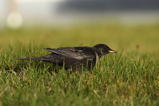Ringdrossel (ssp. torquatus)  - Stefan Rathgeber