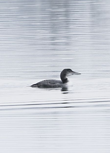 lodowiec  - Przemysław Kopacz