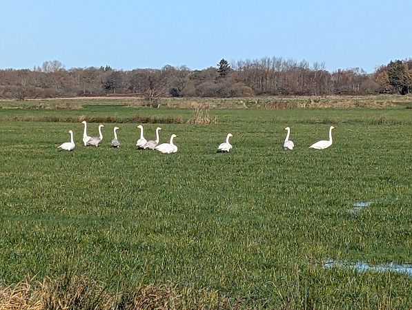 Singschwan  - Andreas Scholl