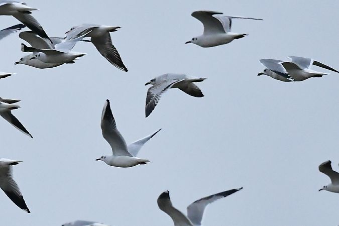 mewa czarnogłowa  - Michał Piotrowski