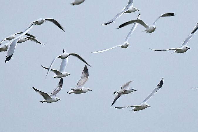 mewa czarnogłowa  - Michał Piotrowski