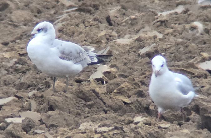 Mouette mélanocéphale  - Michał Piotrowski