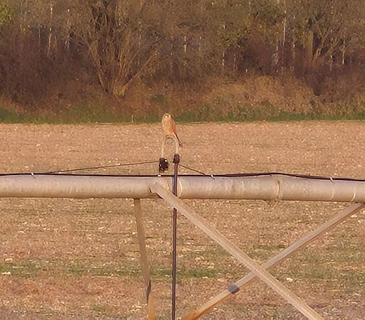 Gheppio  - Alessio Mannello