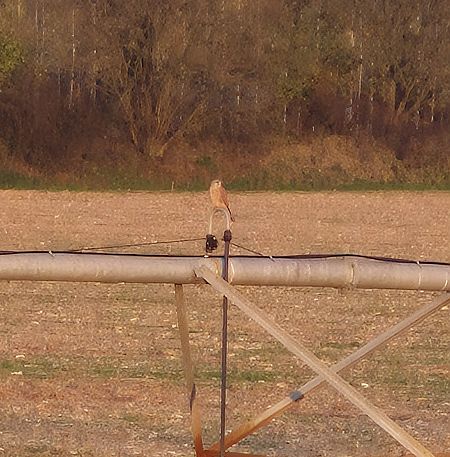 Gheppio  - Alessio Mannello