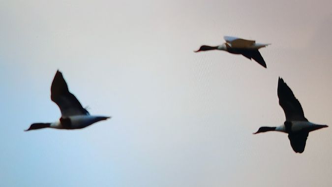 Volpoca  - Michelangelo Lamera