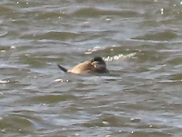 sterniczka  - Piotr Górski