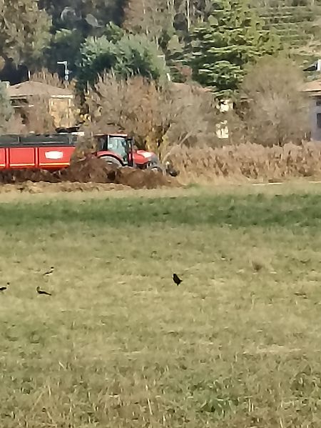 Cornacchia nera  - Andrea Mangini