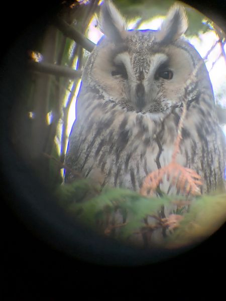 Waldohreule  - Thomas Kreuzer