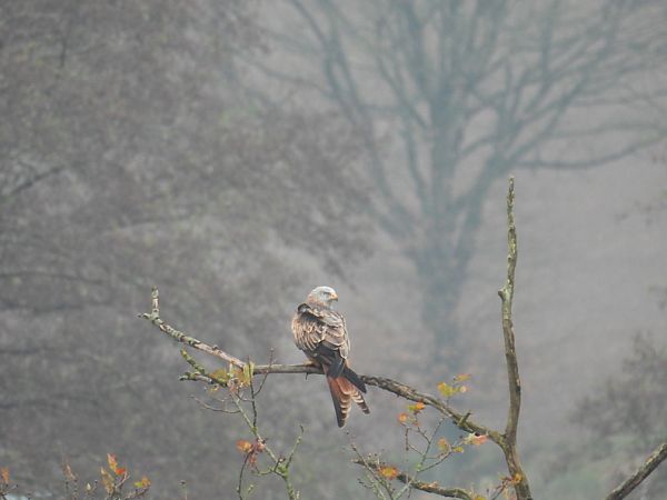 Rotmilan  - Silke Sancion