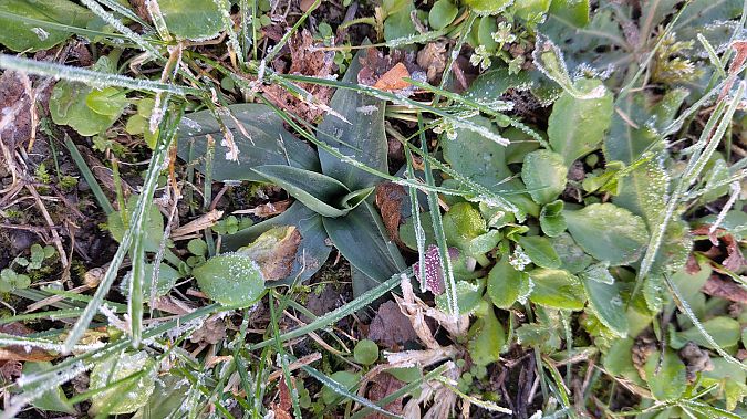 Spiranthes spiralis  - Hugo Santacreu