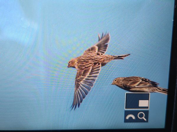 rzepołuch  - Szymon Kulesza