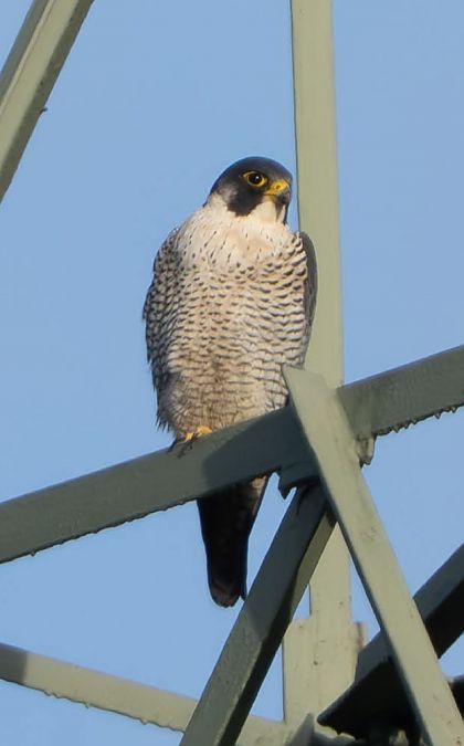 sokół wędrowny  - Piotr Zabłocki