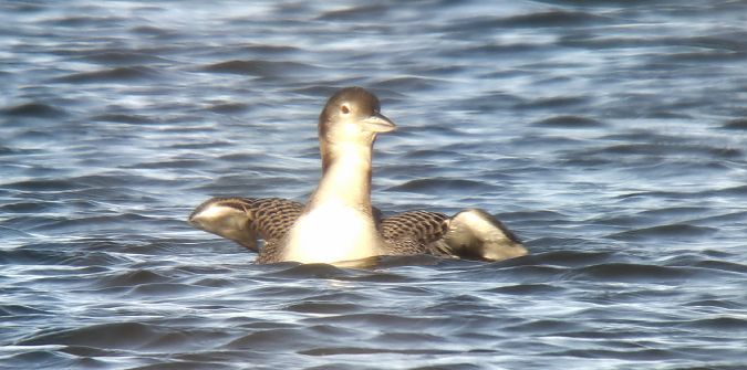 lodowiec  - Sebastian Watras