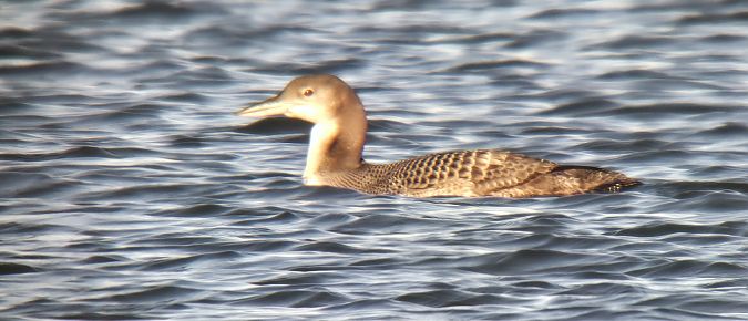 lodowiec  - Sebastian Watras