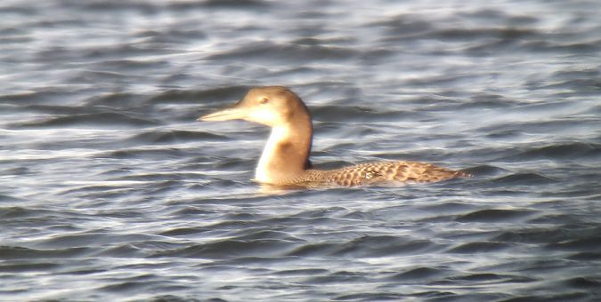 lodowiec  - Sebastian Watras