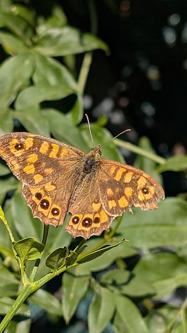Margenera comuna  - Eulàlia Guardiola