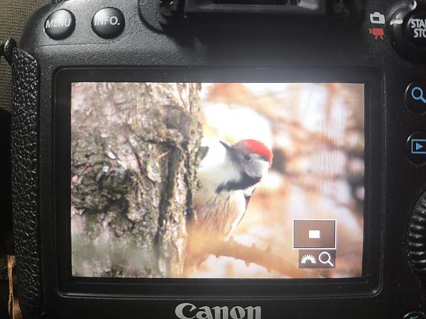 dzięcioł średni  - Bernard Stachurski