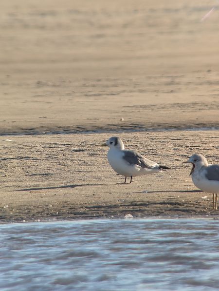 Dreizehenmöwe  - Mila Kayser