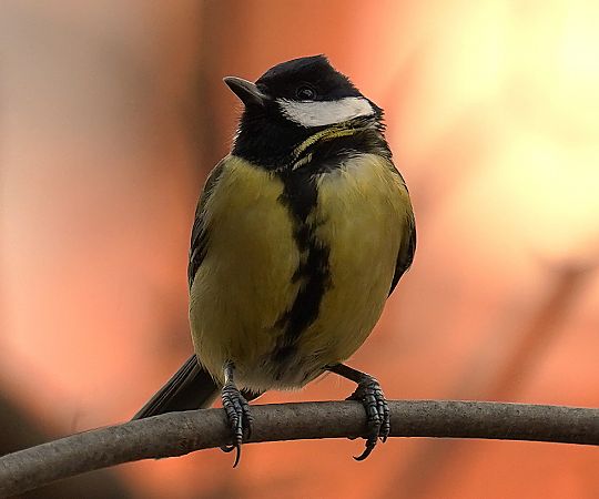 bogatka  - Aleksandra Stach