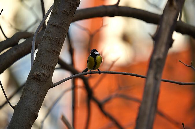 bogatka  - Aleksandra Stach