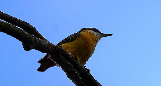 kowalik  - Aleksandra Stach