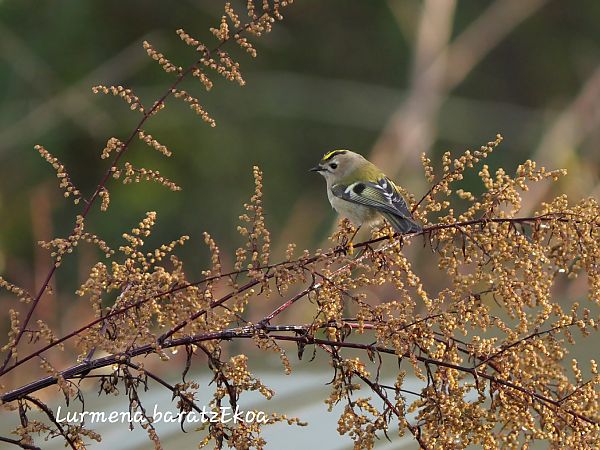 Mendi-erregetxoa  - Mikel Etxegarai