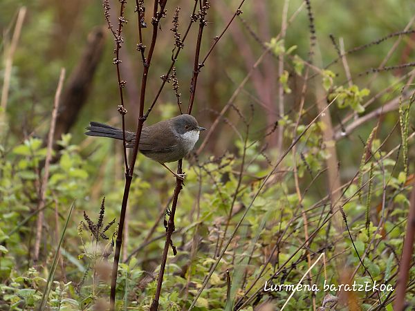 Txinbo burubeltza  - Mikel Etxegarai