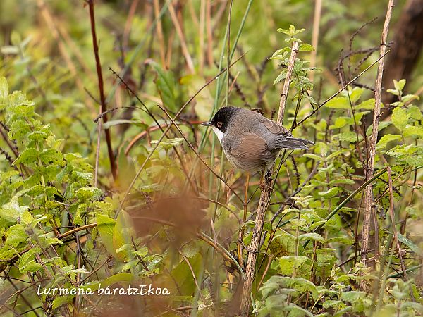 Txinbo burubeltza  - Mikel Etxegarai