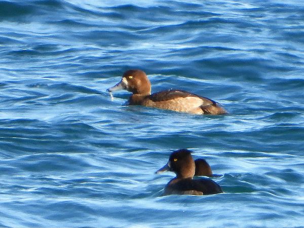 Moretta grigia  - Matteo Faggi