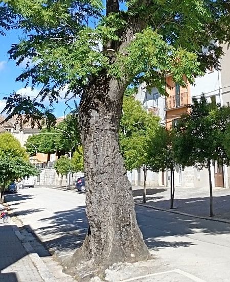 Ailanthus altissima  - Nicola Norante