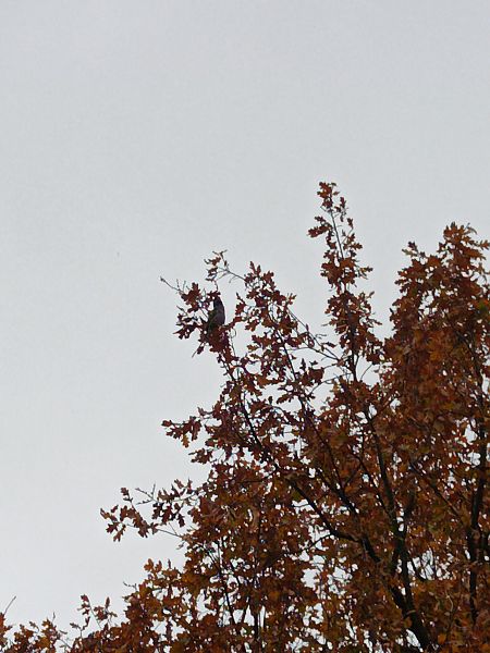 Parrocchetto di Lord Derby  - Samuele Cassani