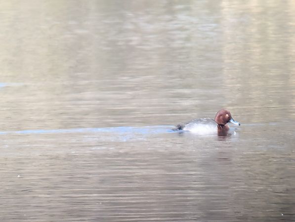 Hybride Fuligule milouin x nyroca  - Jürgen Meßmer
