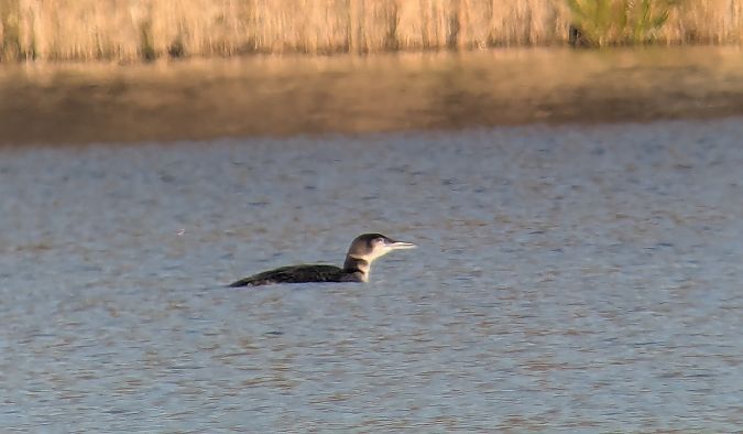 Eistaucher  - Andreas Richter