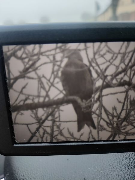 kania ruda  - Roman Kempa