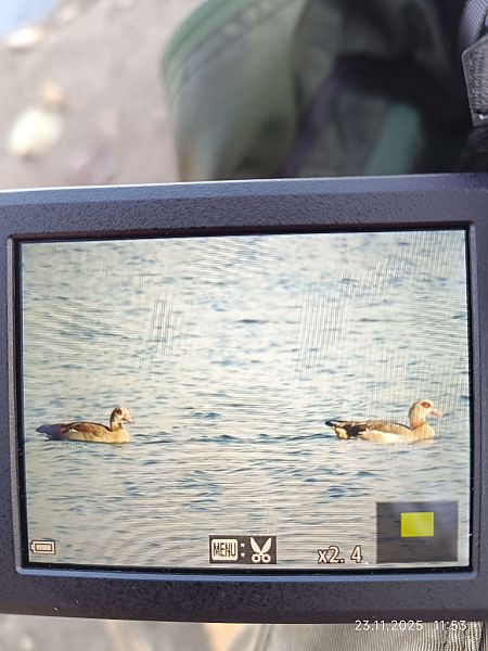 gęsiówka egipska  - Jacek Wojdat