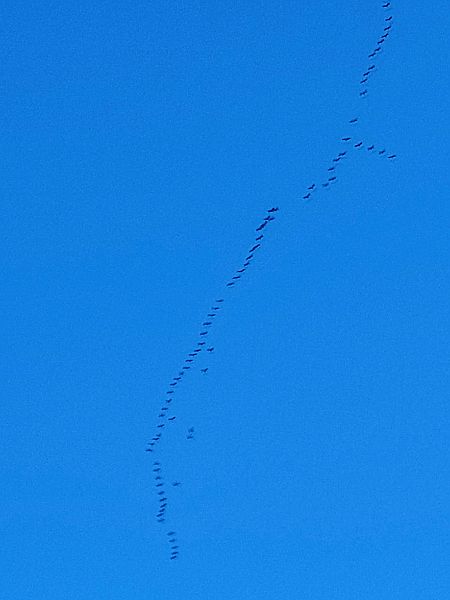 Gru  - Cagnan Claudio