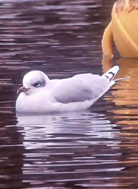 mewa czarnogłowa  - Dawid Kilon