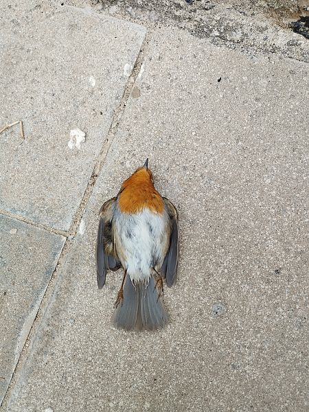 Pit-roig  - Elisenda Molina