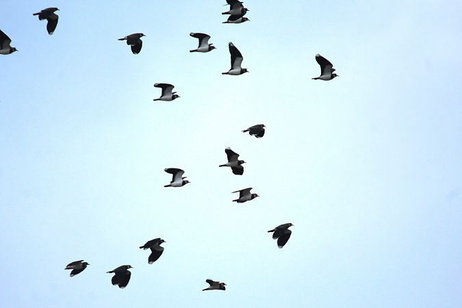 Pavoncella  - Alessio Mannello