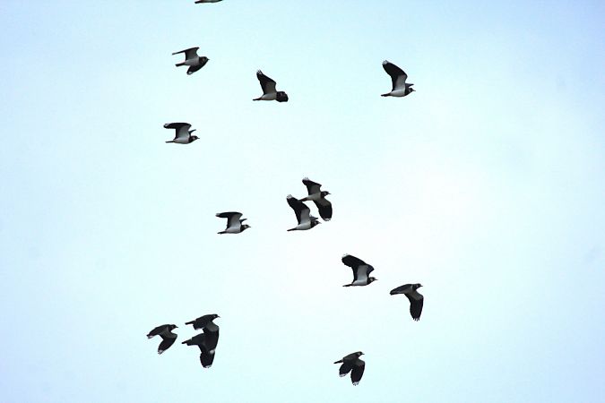 Pavoncella  - Alessio Mannello