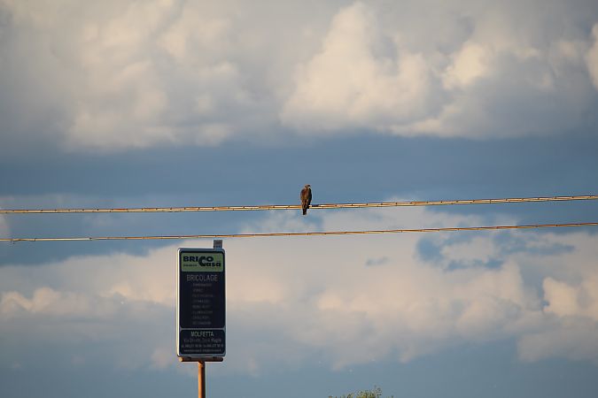 Poiana  - Aristeo Savelli