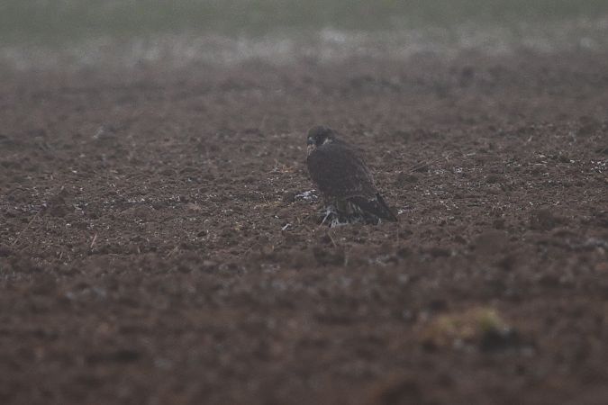 sokół wędrowny  - Dawid Kowalski