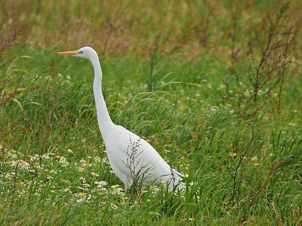 Airone bianco  - Florinda Testa