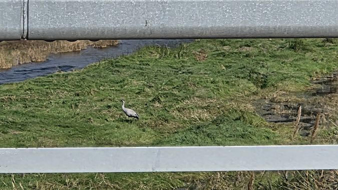 Grua  - Gerard Tejero Casasayas