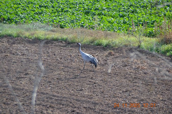 Grua  - Gerard Tejero Casasayas