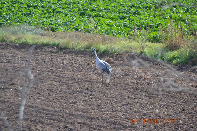 Grua  - Gerard Tejero Casasayas