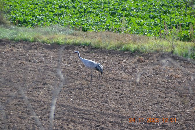 Grua  - Gerard Tejero Casasayas