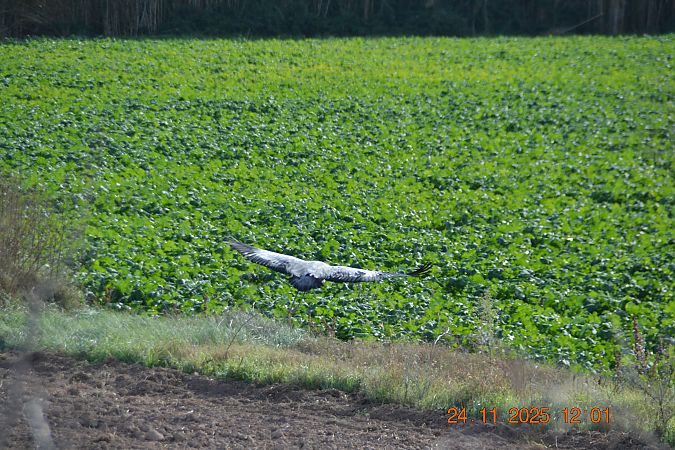 Grua  - Gerard Tejero Casasayas